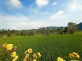 The view of the village white rice fields Royalty Free Stock Photo