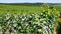 View of the vines of the Champagne vineyards,in the Marne France