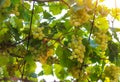 View of vineyard with bunches of green wine grapes.