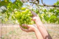 View of vineyard with bunches of ripe grapes.