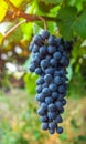 View of vineyard with bunches of ripe red wine grapes.