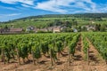 View of in the vineyard in Burgundy Bourgogne home of pinot noir and chardonnay in summer day with blue sky. Cote d`Or