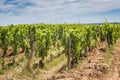 View of in the vineyard in Burgundy home of pinot noir and chardonnay in summer day with blue sky Royalty Free Stock Photo