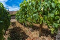 View of in the vineyard in Burgundy home of pinot noir and chardonnay in summer day with blue sky Royalty Free Stock Photo