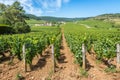 View of in the vineyard in Burgundy home of pinot noir and chardonnay in summer day with blue sky Royalty Free Stock Photo