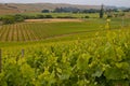 View of vineyard countryside Royalty Free Stock Photo