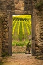 View of the vineyard through the doorway in stone wall