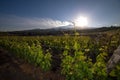 View of a vineyard with Etna volcano in the background