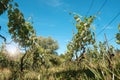 View at vineyard fields in summer sunny day Royalty Free Stock Photo