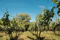 View at vineyard fields in sunny day Royalty Free Stock Photo