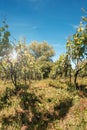 View at vineyard fields in sunny day Royalty Free Stock Photo