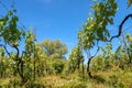 View at vineyard fields in sunny day Royalty Free Stock Photo