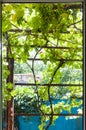 View of vineyard through home window in cottage Royalty Free Stock Photo