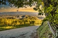 View of a vineyard in Kaiserstuhl, Germany during sunset Royalty Free Stock Photo