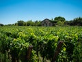 Vineyard landscape near Saint Emilion region Bordeaux France Royalty Free Stock Photo