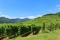 Rows of grape vines with an Alsatian village and hills