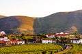 View on Vineyard in Provesende village in the Douro Valley region, Portugal Royalty Free Stock Photo