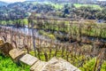 View from the vineyard into the river valley Royalty Free Stock Photo