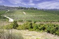 View of a vineyard with rows of vines against a sky with clouds