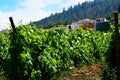 View of a vineyard in the south of Tenerife,Canary Islands,Spain.Grape wineland countryside landscape in Vilaflor.