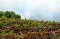 View of a vineyard in the south of Tenerife,Canary Islands,Spain.Grape wineland in Vilaflor village.