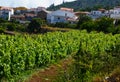 View of a vineyard in the south of Tenerife,Canary Islands,Spain.Grape wineland in Vilaflor mountain village.