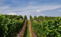 View into grapeyard in summer