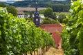 View from the vineyard to the baroque palace `Seusslitz