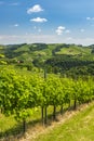 View from vineyard to hills of south styrian wine route