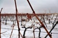 View of a vineyard under the snow. snowfall in winter on the vine and shoots with orange tones