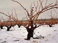 View of a vineyard under the snow. snowfall in winter on the vine and shoots with orange tones