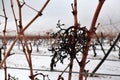 View of a vineyard under the snow. snowfall in winter on the vine and shoots with orange tones