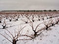 View of a vineyard under the snow. snowfall in winter on the vine and shoots with orange tones