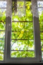 View of vineyard through window glass Royalty Free Stock Photo