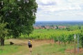 View from the vineyards around the villages rhodt unter rietburg, Hainfeld, Burrweiler, Weyher, Edenkoben, Edesheim on the german