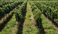 View of vineyards Royalty Free Stock Photo