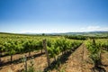 A view of vineyards on clear summer day Royalty Free Stock Photo