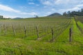 View of vineyards from Euganean hills, Veneto, Italy, at early s Royalty Free Stock Photo