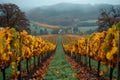 View of the vineyards on the hillsides in autumn