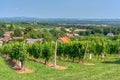 View on vineyards in Kapela near Radenci Royalty Free Stock Photo