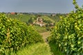 View on vineyards in Kapela near Radenci Royalty Free Stock Photo