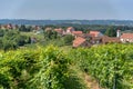 View on vineyards in Kapela near Radenci Royalty Free Stock Photo