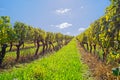 Vineyard at sunny day