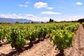 View of vineyards in La Rioja in spring. Royalty Free Stock Photo