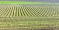 view of vineyards from lookout tower of Kravi hora near Boretice