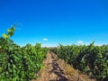 View of Vineyards in Mendoza, Argentina Royalty Free Stock Photo