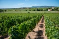 View on vineyards near Mont Brouilly, wine appellation CÃÂ´te de Brouilly beaujolais wine making area along Beaujolais Wine Route