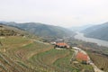 View of vineyards overlooking the Douro River - Portugal Royalty Free Stock Photo