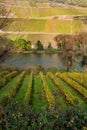 Vineyards in Rhineland Germany along Moselle river during autumn time, Selective focus