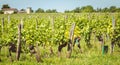 View of the vineyards of Saint Emilion, France